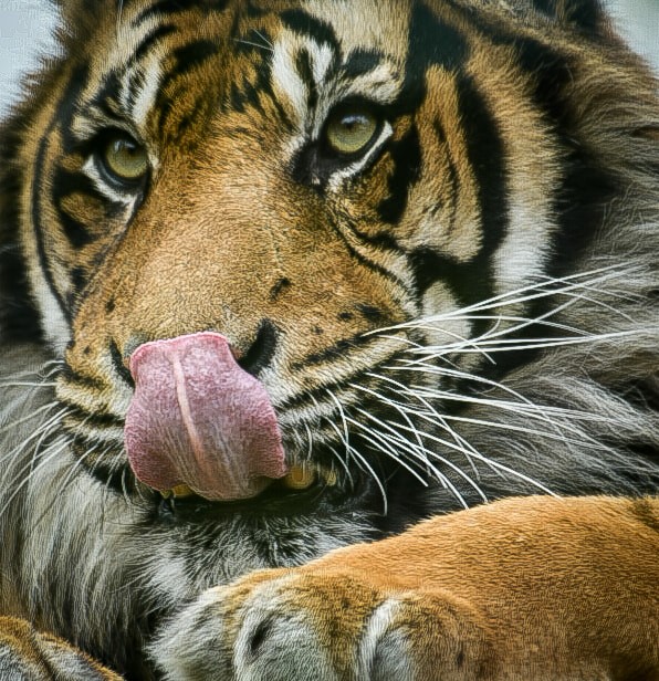 Malayan Tiger